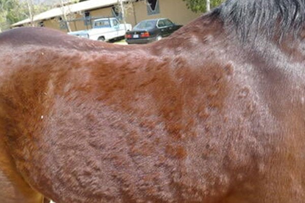 Equine Dermatology | Animal Dermatology Group